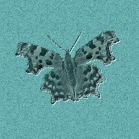 butterfly1.jpg (12996 bytes)