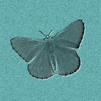 butterfly2.jpg (11619 bytes)