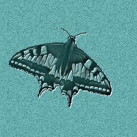 butterfly3.jpg (13307 bytes)