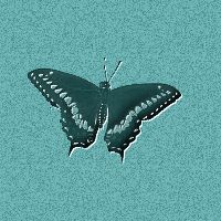 butterfly4.jpg (12423 bytes)