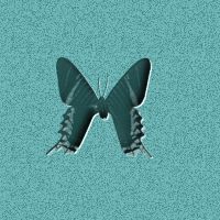 butterfly6.jpg (11513 bytes)