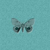 butterfly7.jpg (11345 bytes)