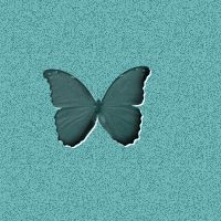 butterfly9.jpg (11154 bytes)